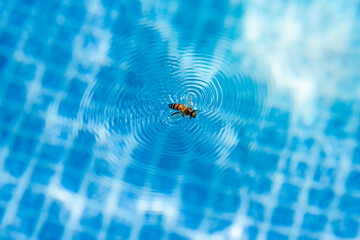 bee stuck on the water in the swimming pool and creating ripples on the water surface