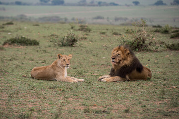 Obraz na płótnie Canvas lion and lioness resting in Maasai Mara, Kenya.