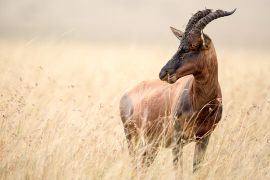 antelope in the wild maasai Mara, kenya.