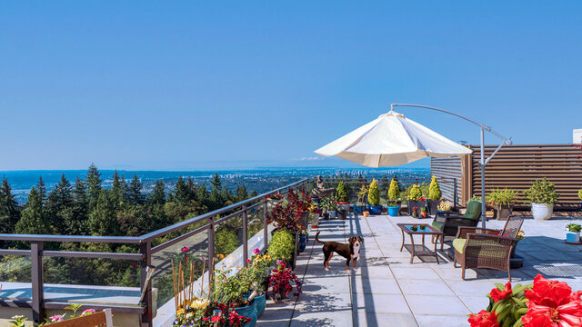 Entelbucher muntain dog on BC rooftop patio garden with spectacular  scenic views.