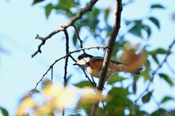 varied tit on the branch