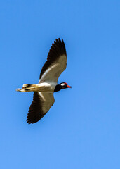 Red-wattled lapwing, Vanellus indicus, in flight, Thailand