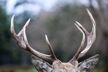 Deer