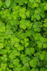 wood sorrel or sourgrass forming a beautiful texture pattern background