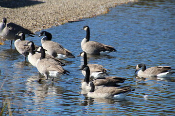 country goose and geese