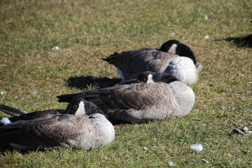Geese Resting