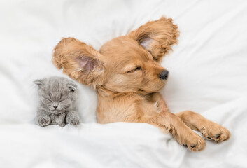 Tiny kitten and cozy English Cocker spaniel puppy sleep together under white warm blanket on a bed at home. Top down view