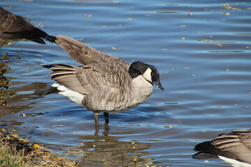 Goose Looking At The Water
