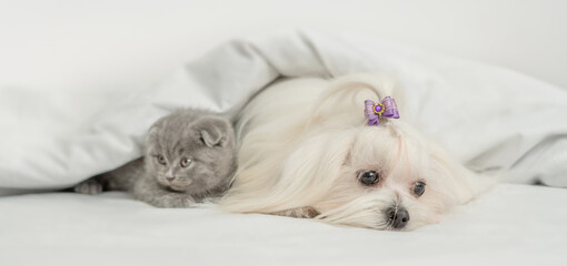 Unhappy white Maltese dog and tiny kitten lying together under warm blanket on a bed at home