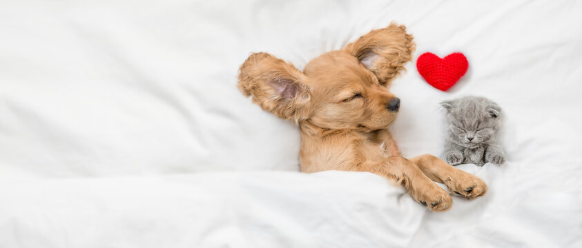 Tiny kitten and cozy English Cocker spaniel puppy sleep together under white warm blanket on a bed at home with red heart. Top down view. Empty space for text - Powered by Adobe