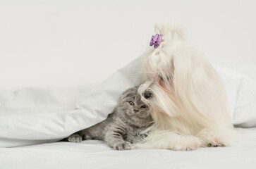 Friendly Maltese puppylies with tiny kitten under warm white blanket on a bed at home