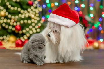 Fototapeta na wymiar White Maltese dog wearing a red santa hat and tiny kitten sit with Christmas tree on background