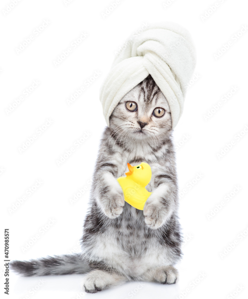 Poster funny kitten with towel on it head holds rubber duck. isolated on white background