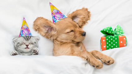 Cozy English Cocker spaniel puppy and kitten wearing birthday caps sleep together with gift box...