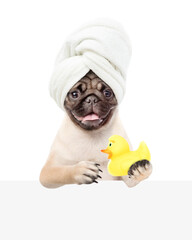 Pug puppy with towel on his head holds rubber duck. isolated on white background