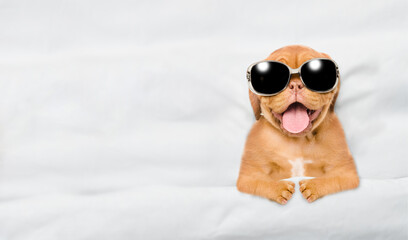 Funny yawning Mastiff puppy wearing sunglasses lying under white blanket on a bed at home. Top down...