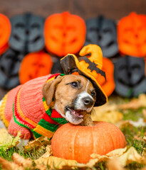 Cute Jack russell terrier puppy wearing witch halloween hat  gnaws pumpkin on autumn grass with