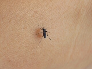 Mosquito bite on human skin. closeup photo, blurred.