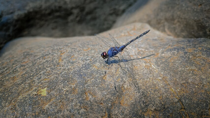 Trithemis festiva dragonfly on stone