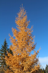 Autumn Pine Tree