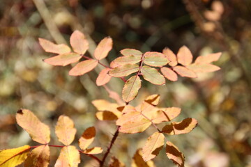 autumn leaves background