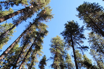 trees in the forest, Banff National Park, Alberta