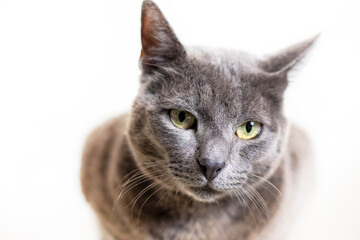 beautiful gray cat of Burmese breed asleep sitting on a light background, horizontal