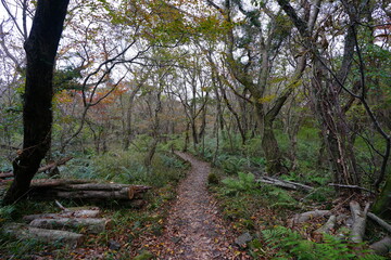 a footpath through an autumn forest