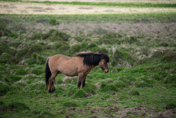 Naklejka na ściany i meble Icelandic horses in the highlands, Iceland