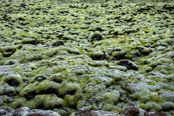 Fototapeta premium Eldhraun lava field in Iceland