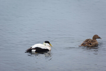 Barnacle geese, Branta leucopsis on Jokulsarlon glacial lagoon in Iceland