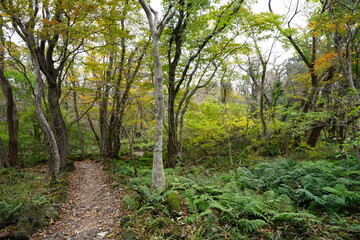 a footpath through an autumn forest