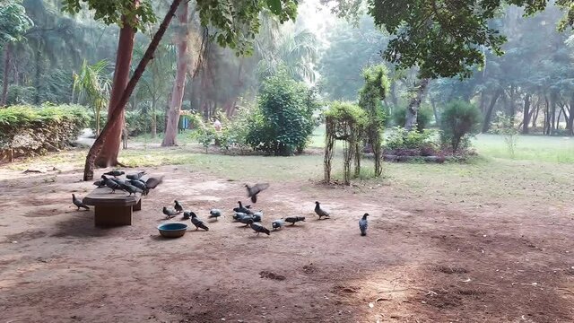 Pigeons eating in the city park.