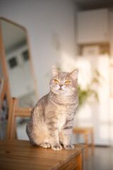 Scottish straight cat