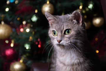 Fototapeta premium Funny fluffy grey cat with green eyes of British breed surprised and look down on background of the New Year bokeh, Christmas toys and lights: a place for text, happy New year and merry Christmas