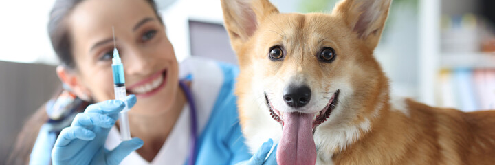 Woman veterinarian giving injection to domestic purebred corgi dog in clinic