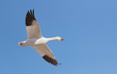 Fototapeta na wymiar Snow goose in Flight