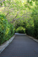 Fototapeta premium A cobblestone road in the shade of spreading trees and shrubs in the Maldives.