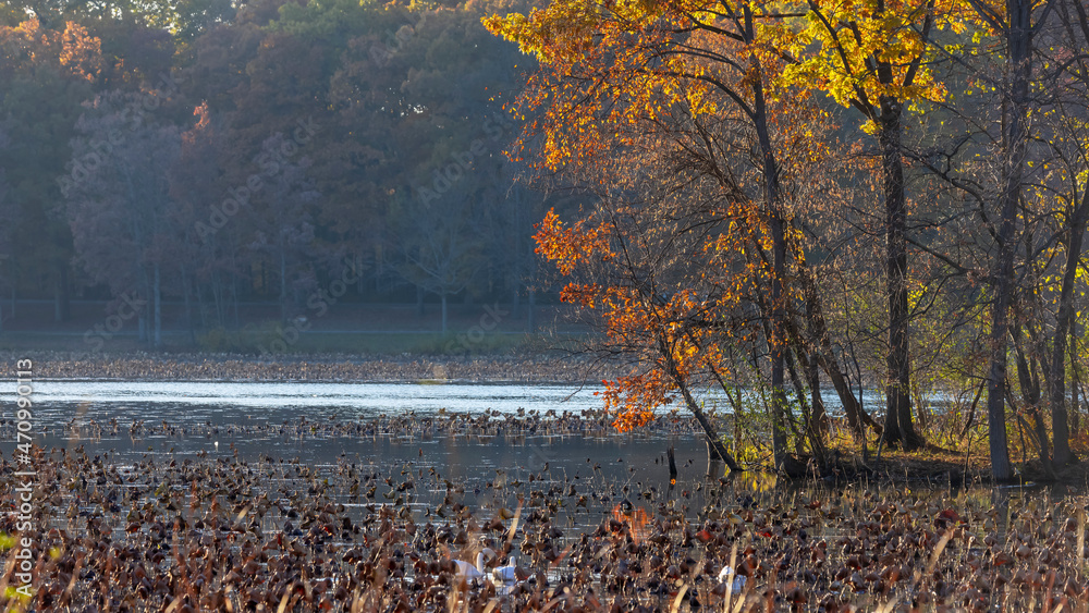 Sticker Colorful fall trees by the lake in Michigan countryside during late autumn time.