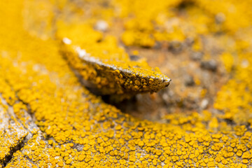 Close up shot of yellow fungus on the wood