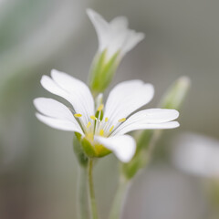 Close up shot of Snow in summer flowers