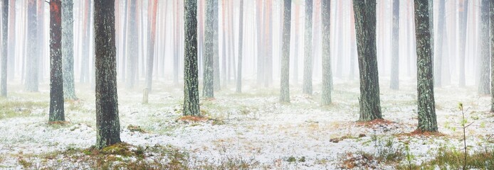 First snow in the misty evergreen forest. Green grass, red and orange leaves on the ground, mighty...