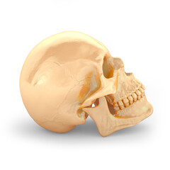 Golden skull on a white background. 3D rendering