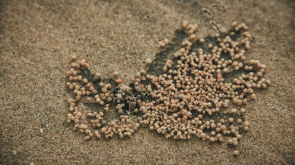 The pattern of the eggs of Sand Crabs