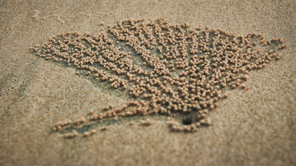 The pattern of the eggs of Sand Crabs