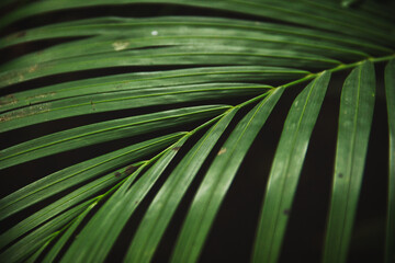 Zooming to the leaves