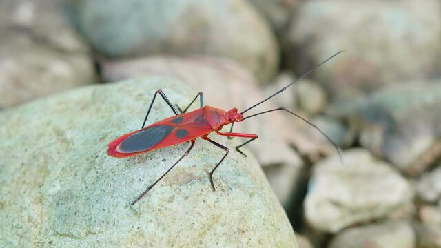 Red cotton bug standing on a large rock in safe area of ​​a forest in Thailand.