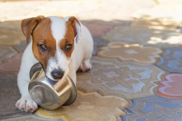 Domestic life with dog. Hungry dog with sad eyes is waiting for feeding .Jack Russell Terrier Dog...