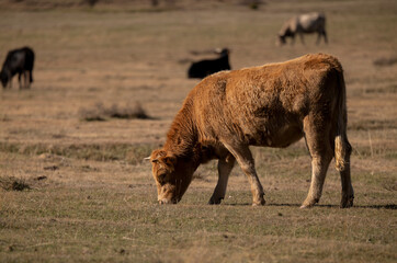 Fototapeta premium Group of cows in field. Shot in Cantalojas, Castilla La Mancha, Spain