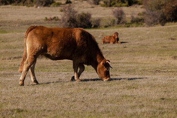 Group of cows in field. Shot in Cantalojas, Castilla La Mancha, Spain